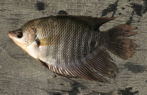 招財魚|招財魚(戰船魚):外形特徵,分布範圍,生活習性,飼養方法,。